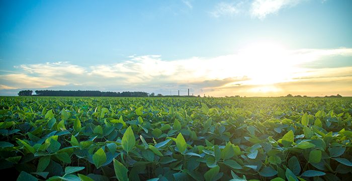 soybean field