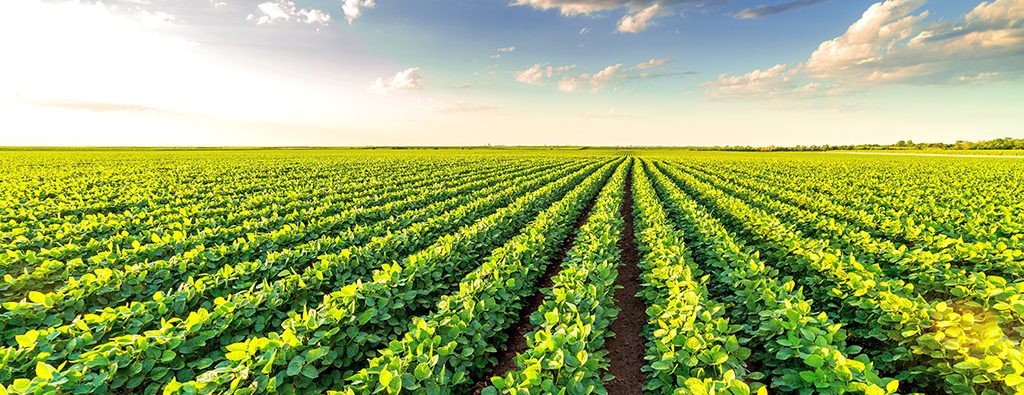 Soybean Field